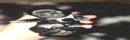 Kruising honden te koop: Prachtige Boomer Pups, Net Geboren 🖤🤎 - Advertentie 9