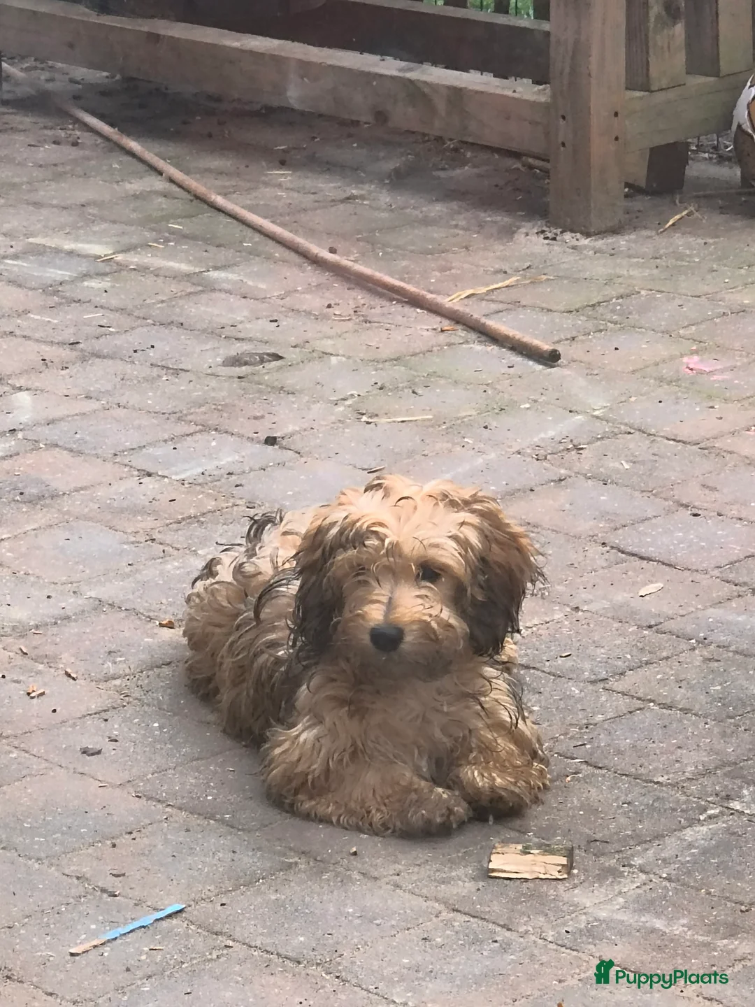 Kruising honden te koop: Zeer lieve puppy zoekt goed thuis - Advertentie 3