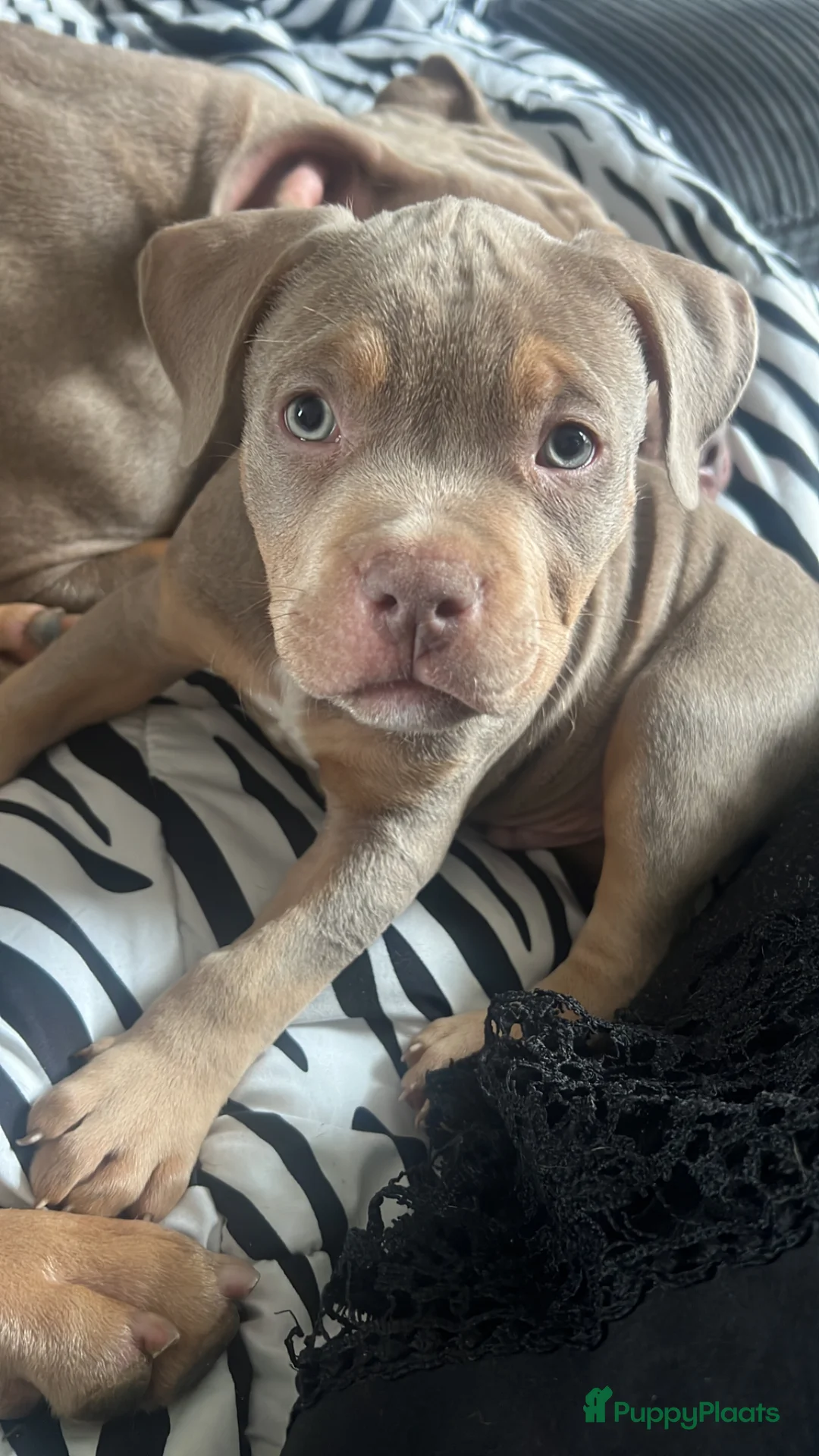 Amerikaanse Bully honden te koop: Pocket bully  - Advertentie 2