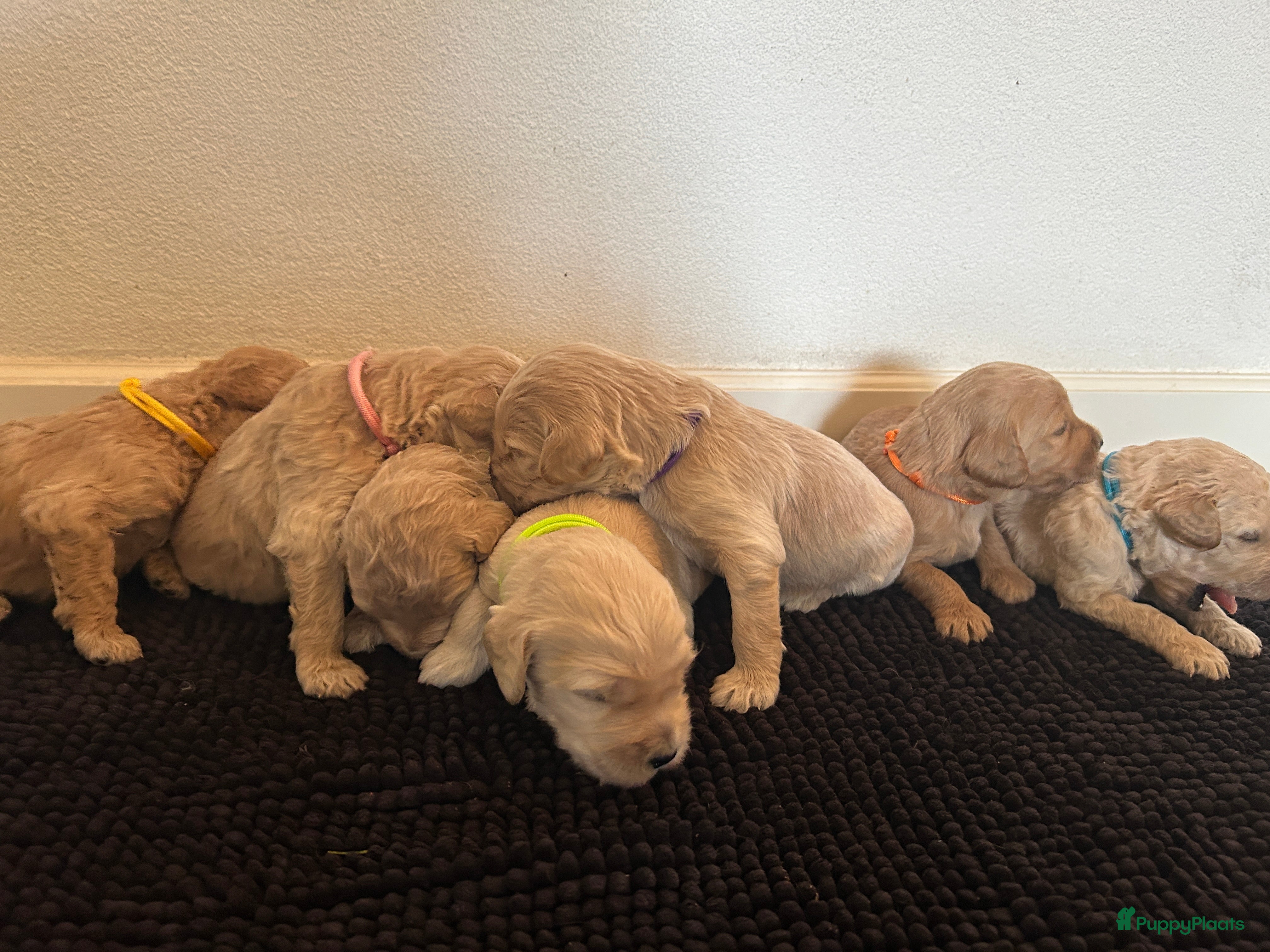 Labradoodle honden Schattige labradoodle pups - Advertentie 2