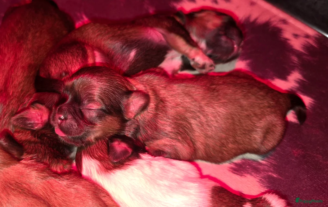 Kruising honden te koop: Boomer pups 14-1 geboren (Shih-Tzu x Boomer) - Advertentie 13