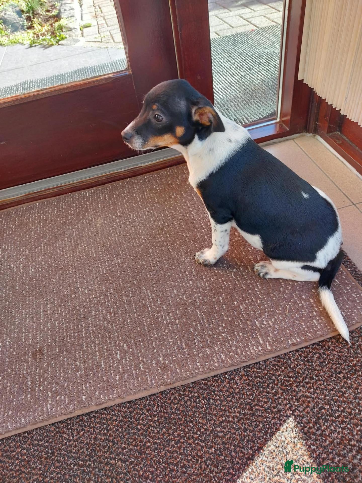 Fox Terriër Gladhaar honden te koop: boerenfox pup - Advertentie 1