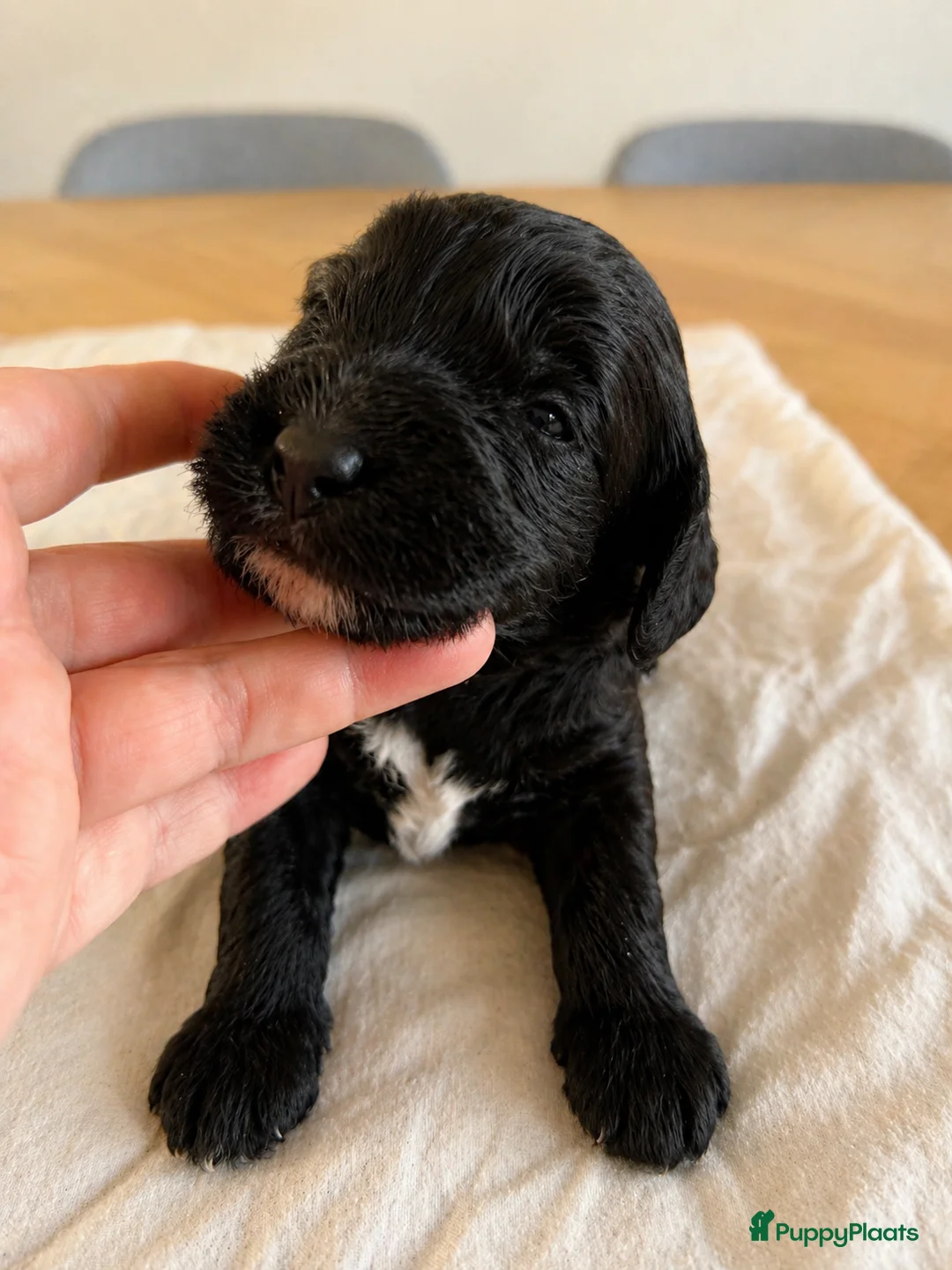 Cockapoo honden te koop: Nog twee cockapoo pups die een warm mandje zoeken - Advertentie 12