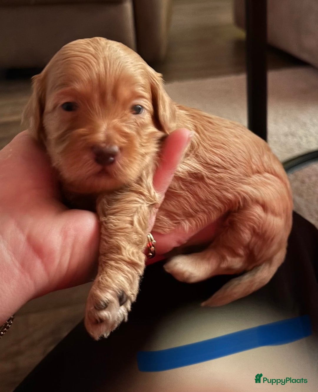 Maltipoo honden te koop: Maltipoo reu  - Advertentie 4