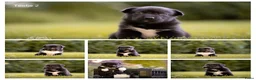 Kruising honden te koop: Huskador pupjes (labrador x Husky) - Advertentie 15