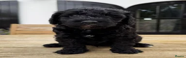 Labradoodle 1