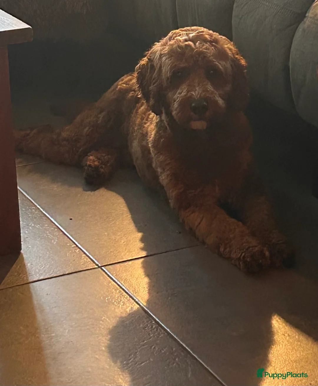 Australian Labradoodle honden te koop: Medium Cobberdog/Australian Labradoodle nestaank - Advertentie 13