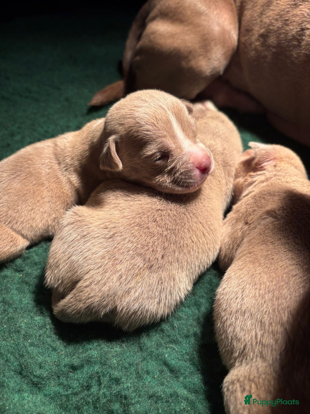 Amerikaanse Bully honden te koop: Aankondiging American Pocket Bully 🐾 - Advertentie 9