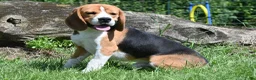 Beagle honden te koop: Prachtige Beagle pups met stamboom ! - Advertentie 23