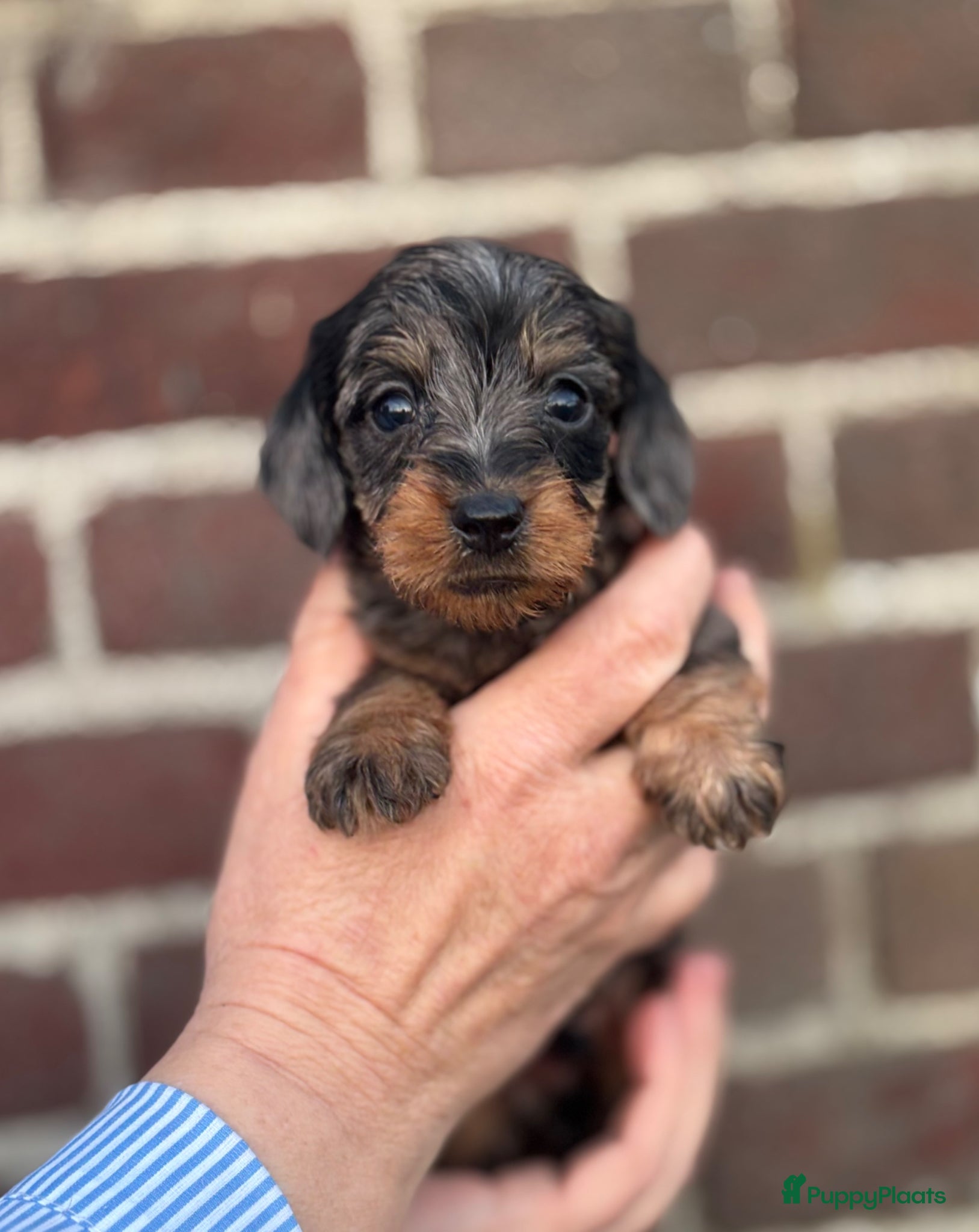 Ruwhaar Teckel honden Prachtige ruwhaar teckels dwerg/kaninchen - Advertentie 1