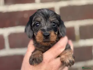 Ruwhaar Teckel honden Prachtige ruwhaar teckels dwerg/kaninchen - Advertentie 6