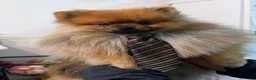 Pomeriaan honden ter dekking: Pomeriaan dekreu - Advertentie 4