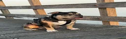 Amerikaanse Bully honden te koop: American Bully pocket pups verwacht  - Advertentie 29