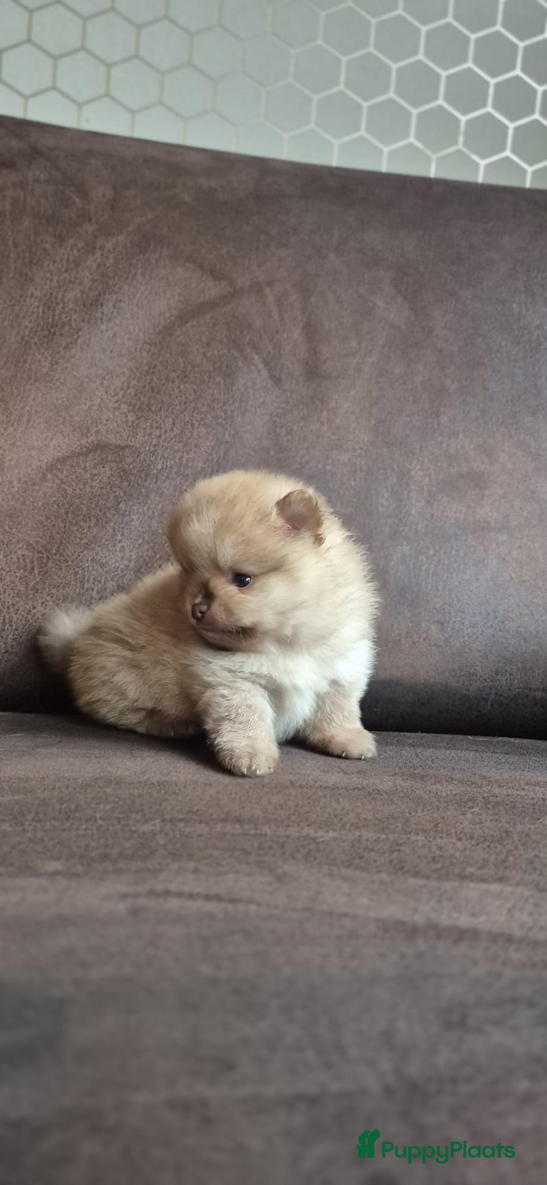 Pomchi honden te koop: Prachtige luxe pommeriaan pups - Advertentie 20