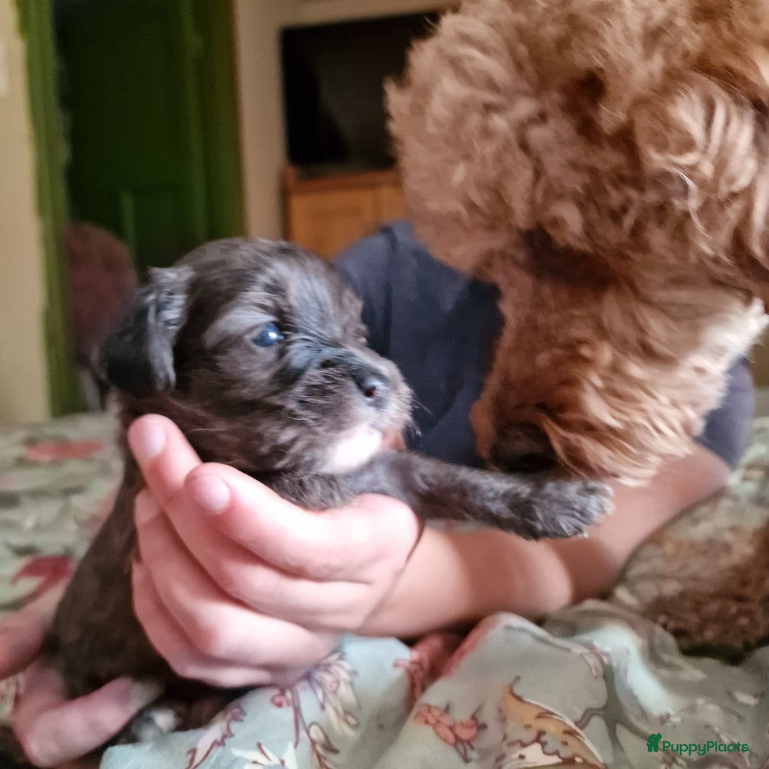 Australian Labradoodle honden te koop: Australian labradoodle Backcross micro/mini - Afbeelding 15