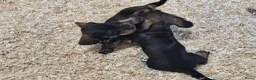 Ruwhaar Teckel honden te koop: Ruwharige teckel pup's in Barchem - Advertentie 2