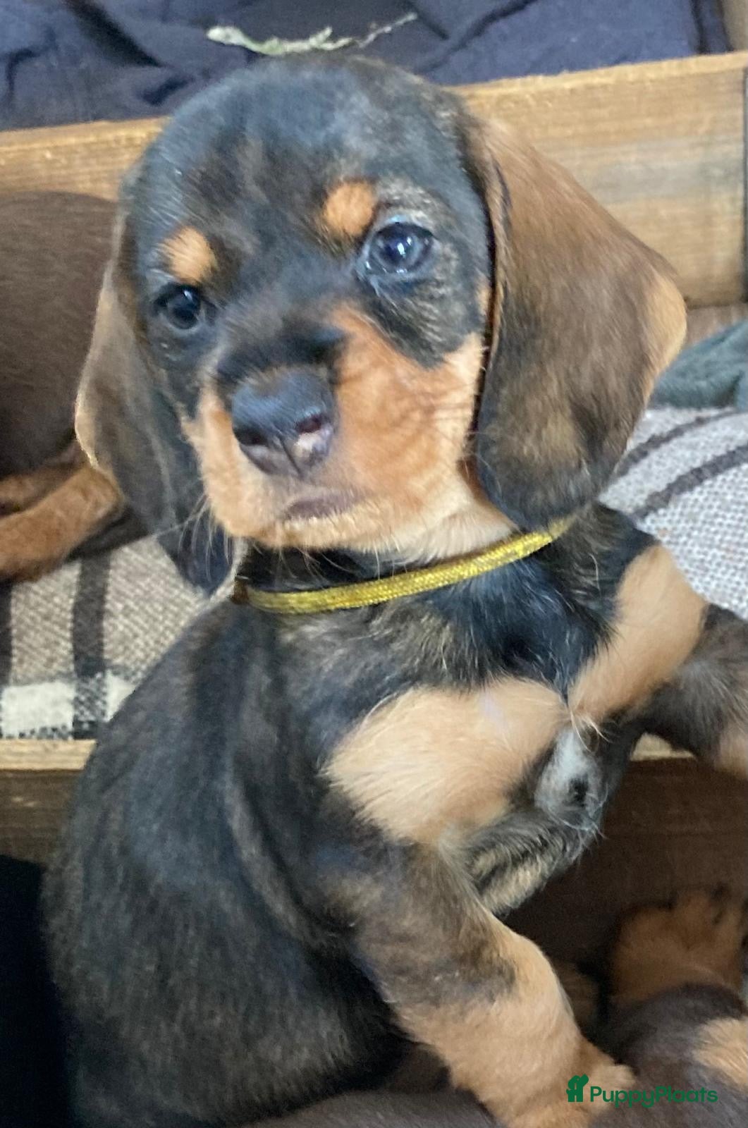 Ruwhaar Teckel honden te koop: Prachtige Standaard Ruwhaar Teckelpuppy’s ,  - Advertentie 1