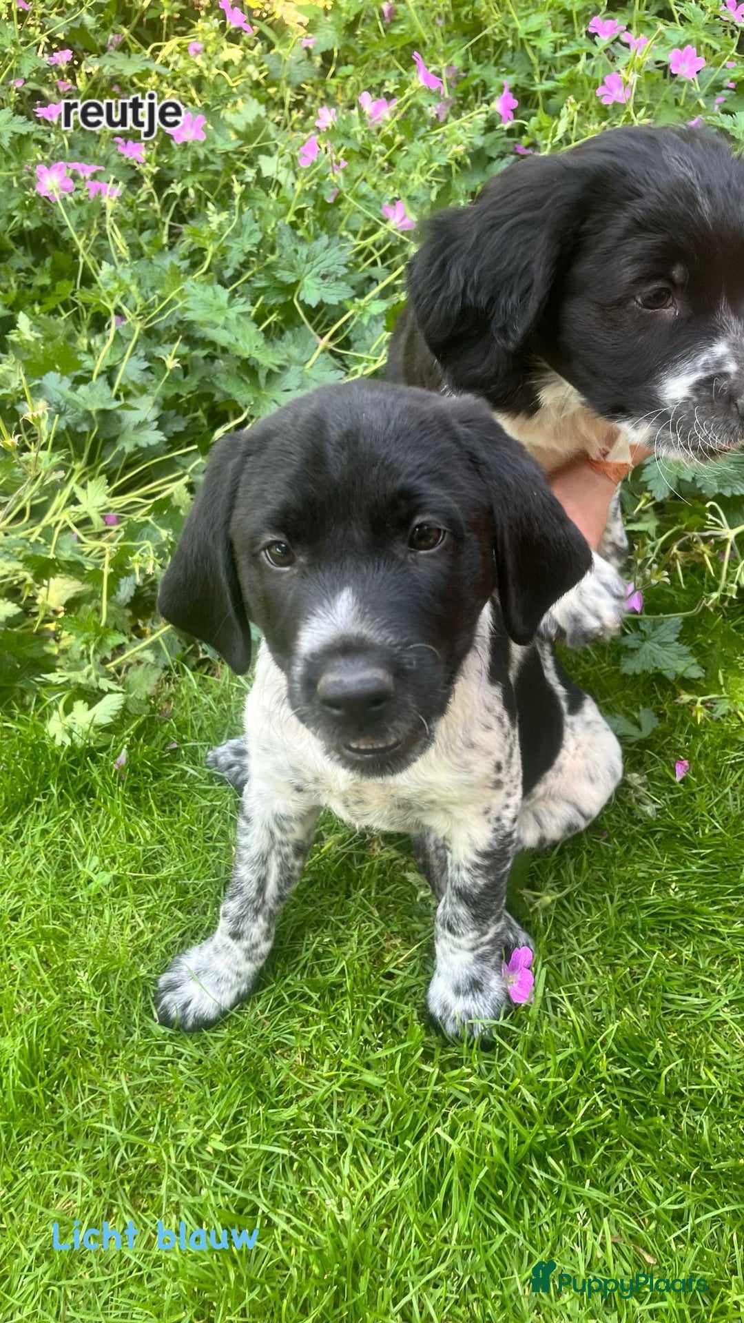 Labrador Retriever honden te koop: Mooie Pups Labrador/Duitsestaande Heidewachtel  - Afbeelding 2