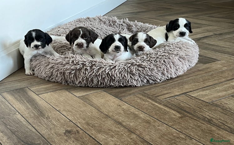 Engelse Springer Spaniel honden - Advertentie 9