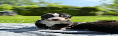 Berner Sennenhond Puppy 1