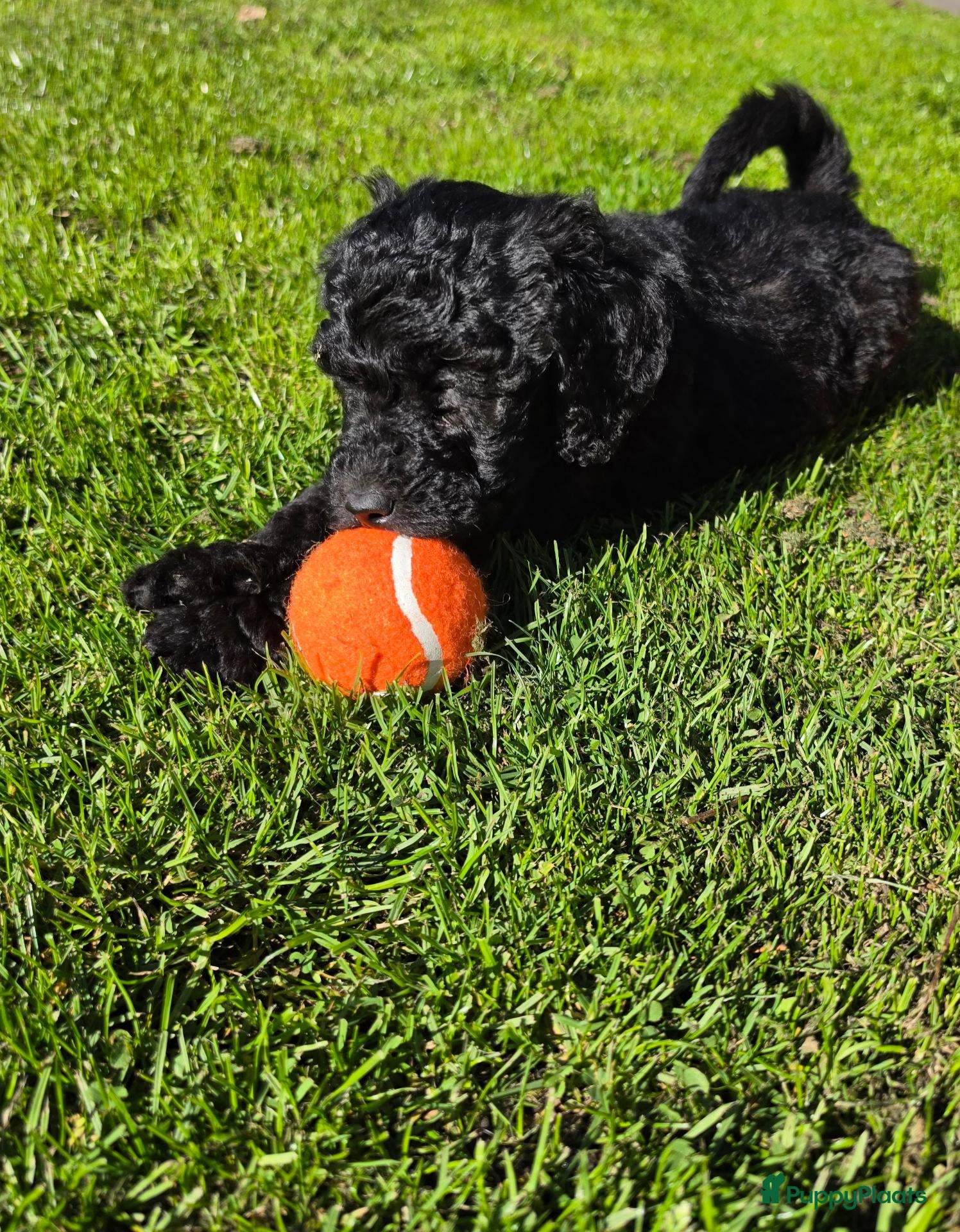 Labradoodle honden Labradoodle prachtige zwarte teefjes beschikbaar! - Advertentie 1