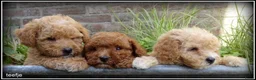 Maltipoo honden te koop: Maltipoo F1b pups - Advertentie 11