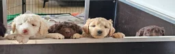 Kruising honden te koop: Wit medium doodle teefje!! - Advertentie 16