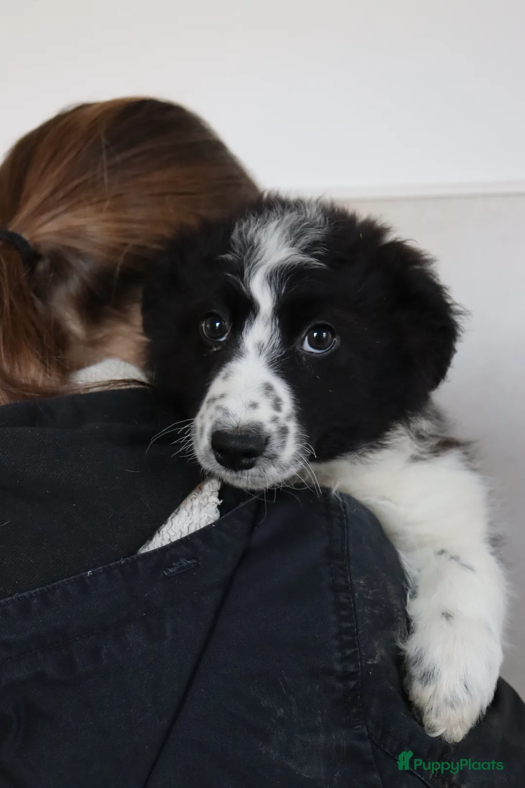 Border Collie honden te koop: Lieve border collie pups te koop - Advertentie 1