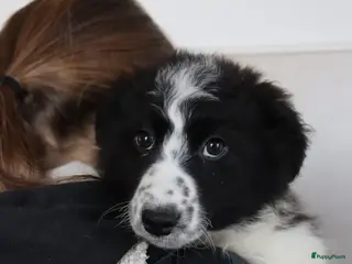 Border Collie honden Lieve border collie pups te koop - Advertentie 1