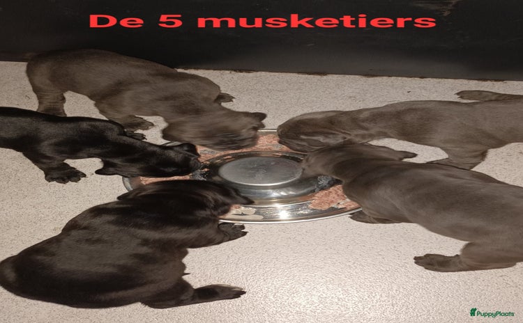 Cane Corso honden - Advertentie 2