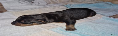 Dwergpinscher Puppy 2