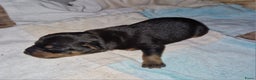 Dwergpinscher honden te koop: Dwergpinchers puppy's  - Advertentie 4