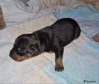 Dwergpinscher Puppy 2
