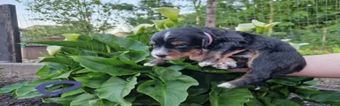 Bernedoodle Puppy 6