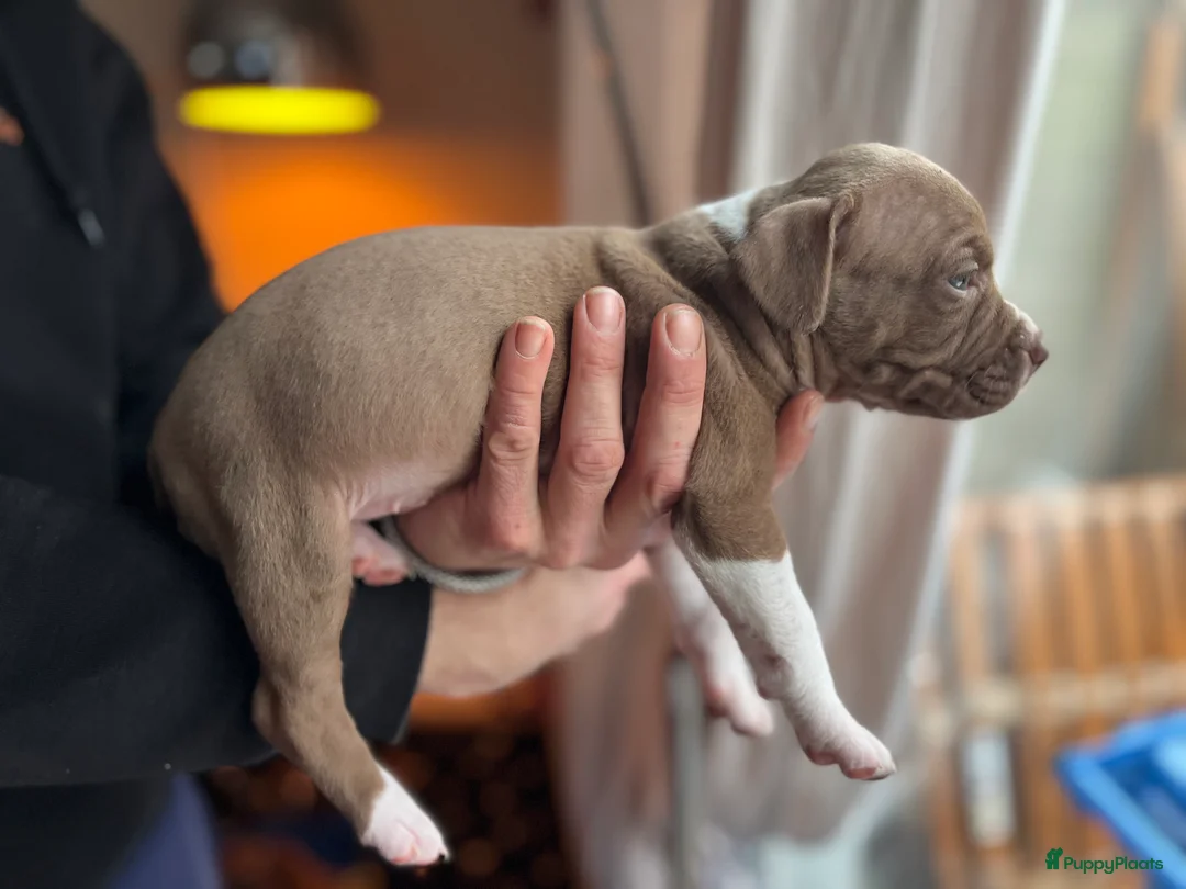 Kruising honden te koop: Pitbull x Amerikaanse Stafford  in Amersfoort - Advertentie 7