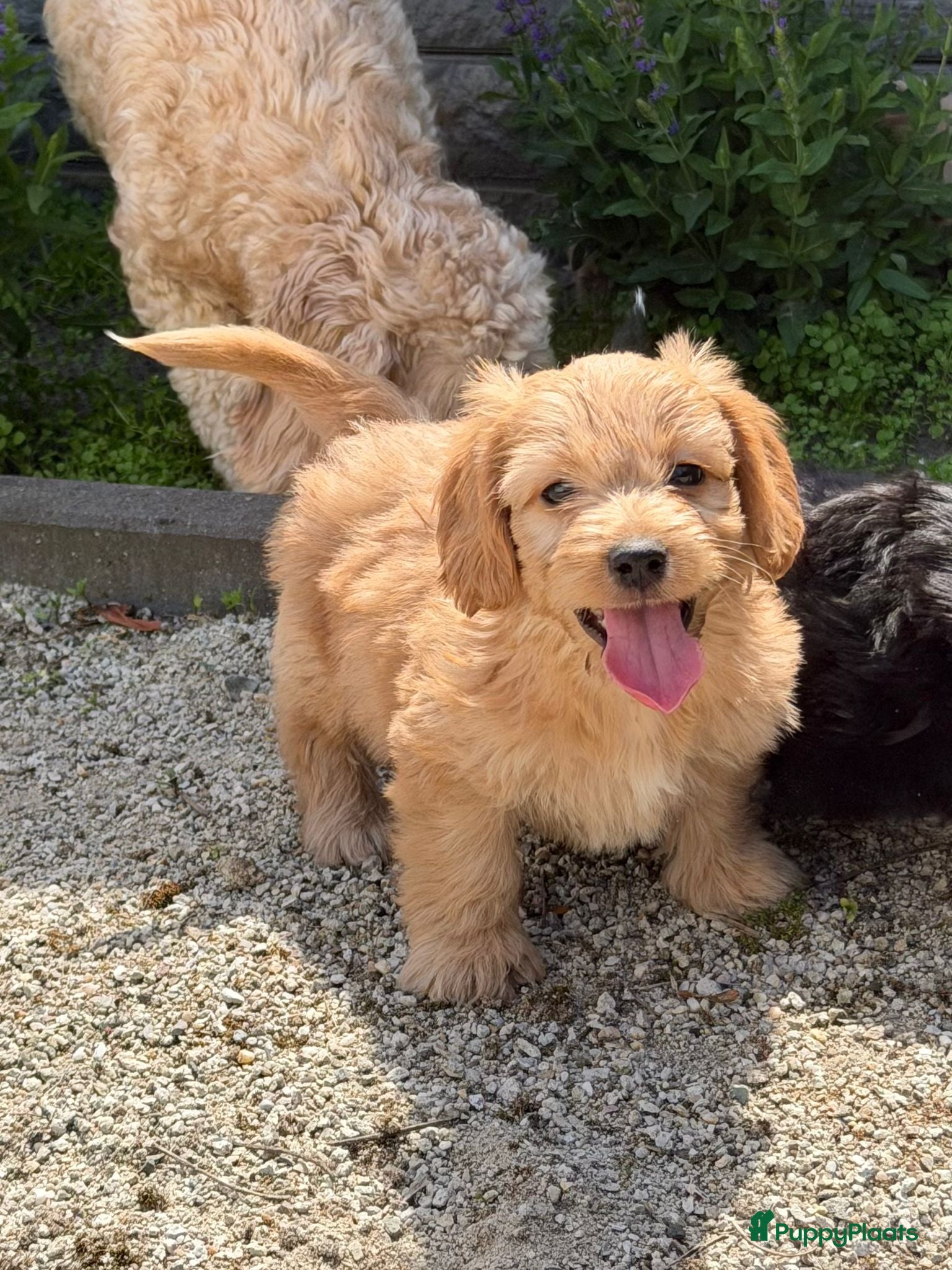 Cockapoo honden te koop: Cockapoo x boomer pups  - Advertentie 11