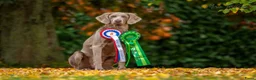 Weimarse Staande Hond langhaar honden te koop: Weimaraner Langhaar Pups met Stamboom - Advertentie 13