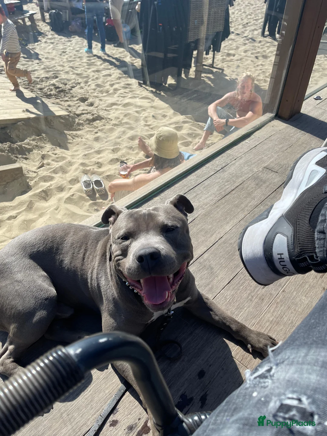 American Staffordshire Terriër honden ter dekking: American Staffordshire Terrier Reu  voor dekking - Advertentie 9