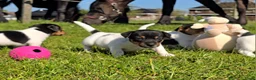 Jack Russel Terriër honden te koop: 🥰 5 Prachtige Jack Russel pups! 🐶 - Advertentie 11