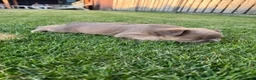 Franse Bulldog honden te koop: Fluffy Franse bulldog fluffy frenchie - Advertentie 6