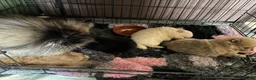 Pomeriaan honden te koop: Te koop  bear face pomeriaan pups - Advertentie 7