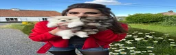 Pomeriaan honden te koop: De spelende pomeriaantjes wachten op jou - Advertentie 1