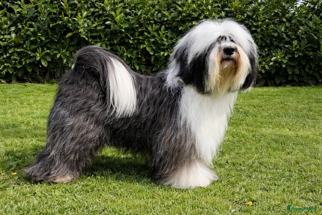 Tibetaanse Terriër honden te koop: Tibetaanse Terriër pups geboren! - Advertentie 2