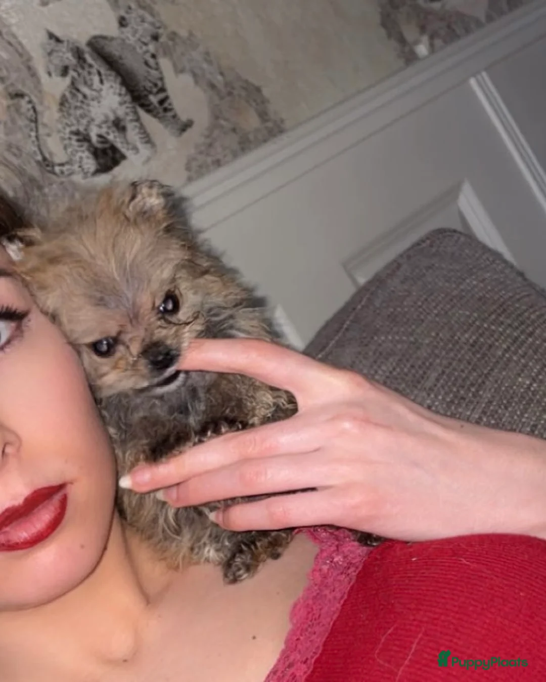 Pomeriaan honden te koop: Pomeriaan Pomeranian Pups Reutjes Geteste Ouders - Advertentie 4