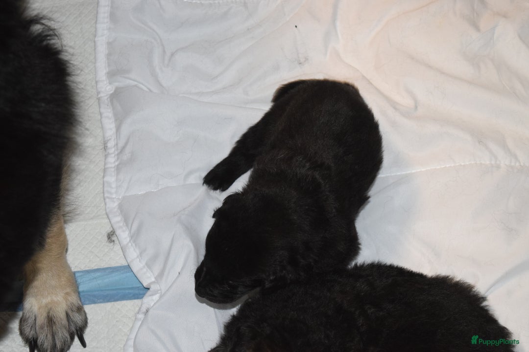 Duitse Herder honden te koop: ZWARTE OUD DUITSE HERDER PUPPY - Advertentie 6