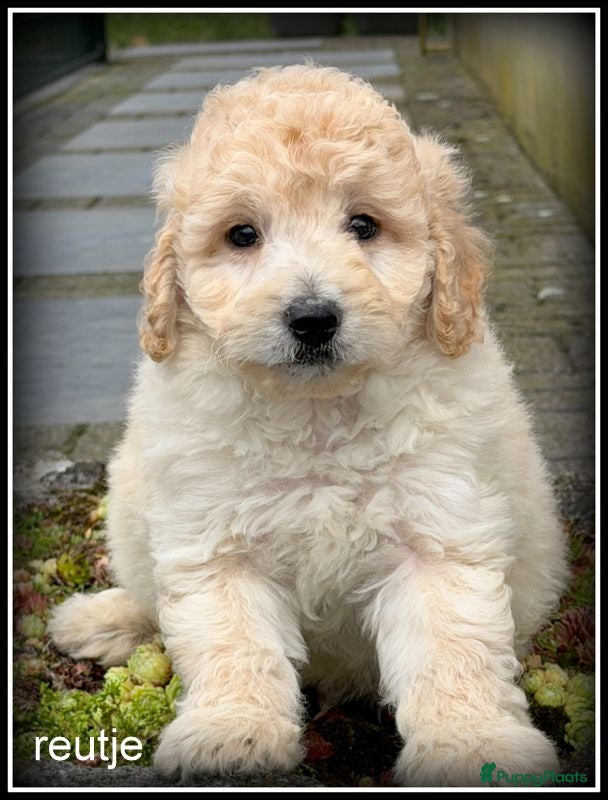 Labradoodle honden Labradoodle pups +/- 45cm inprijs verlaagd ivm vak - Advertentie 2