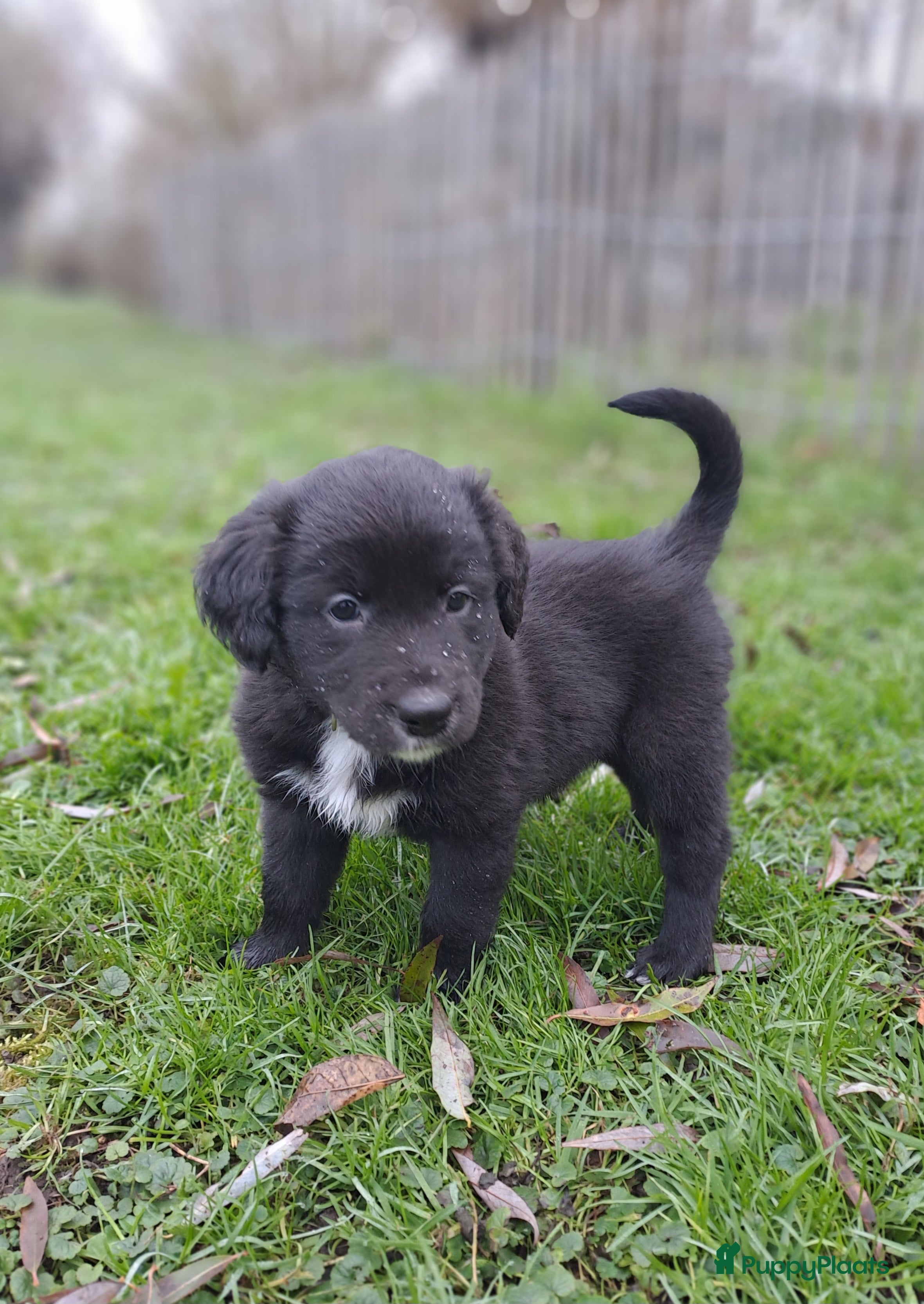 Kruising honden Labrador/golden retriever/border collie pups - Advertentie 4