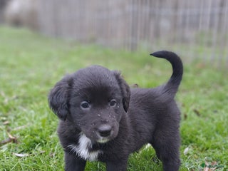 Kruising honden Labrador/golden retriever/border collie pups - Advertentie 14