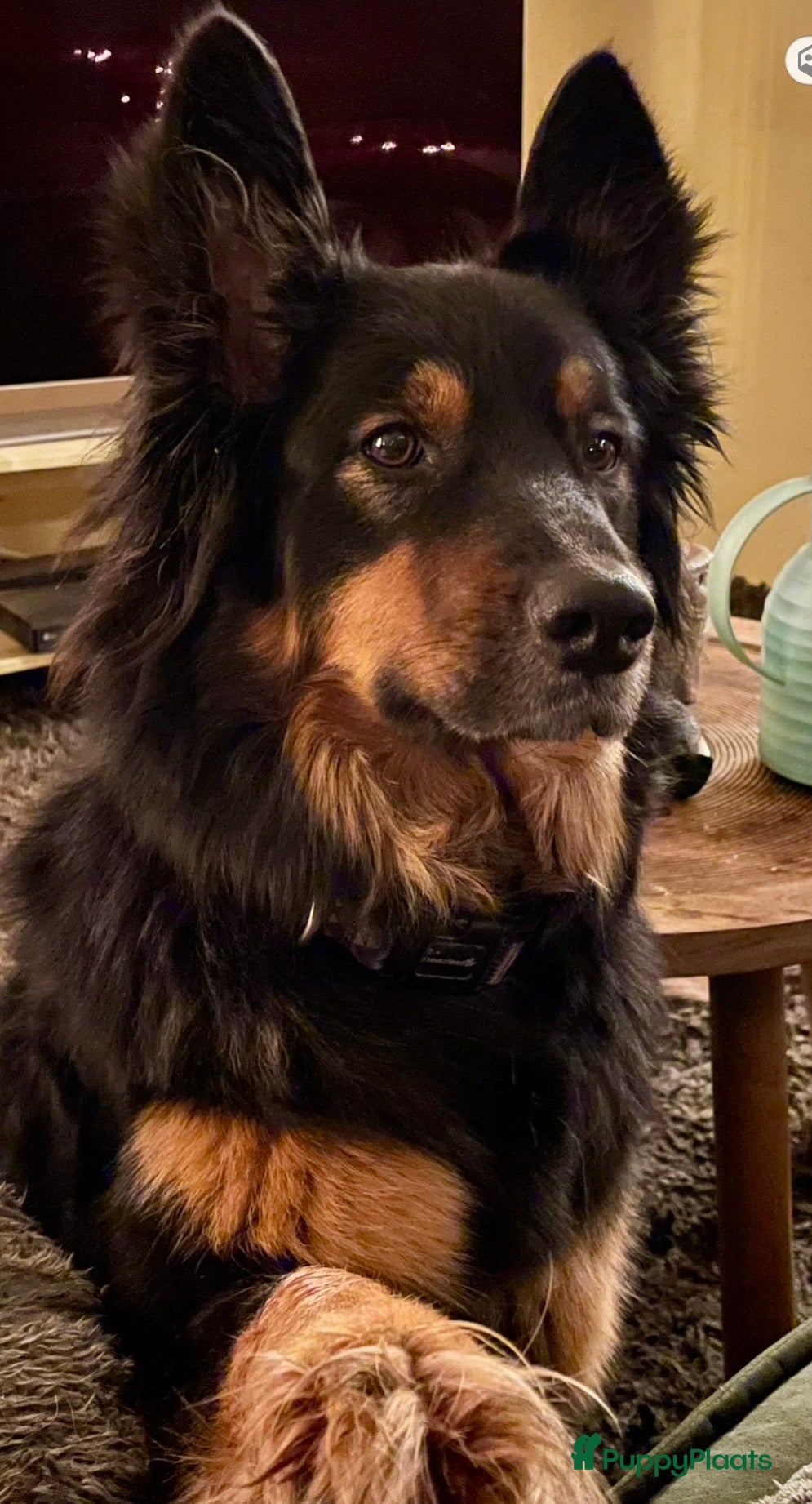 Kruising honden te koop: Nog 1 lieve pup te koop in Niebert - Advertentie 3