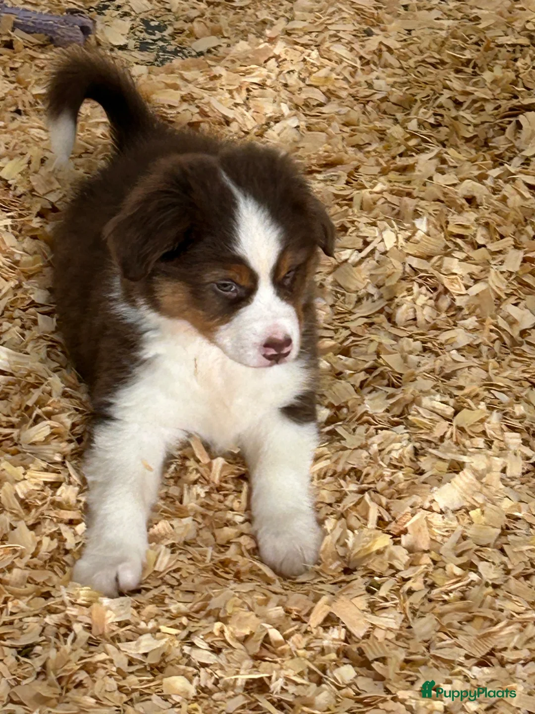 Australian Shepherd honden te koop: Miniature American shepherd reu - Advertentie 2